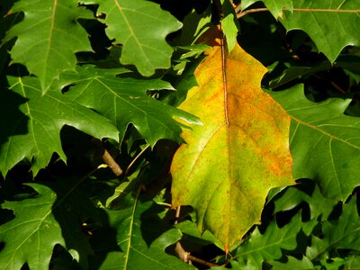 Yellow plant tree photo