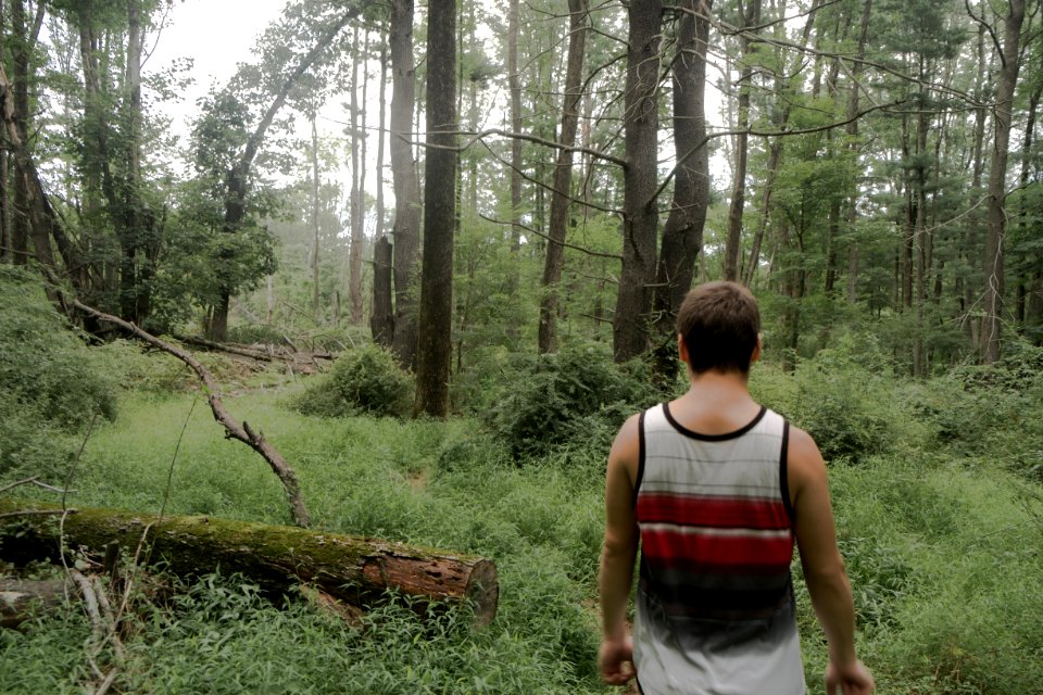 Hike, Forest, Trees