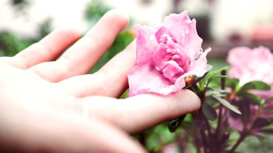 person holding pink peony flower photo