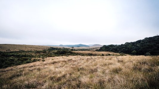 brown grass near green trees during daytime photo