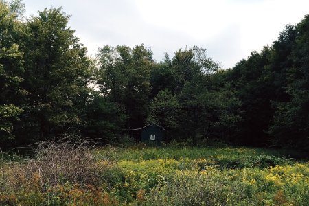 Newyork, House, Forest