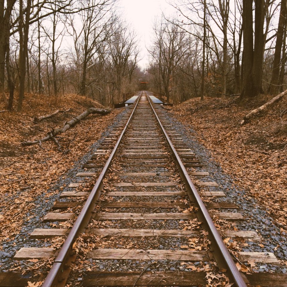 Trees, Woods, Traintracks