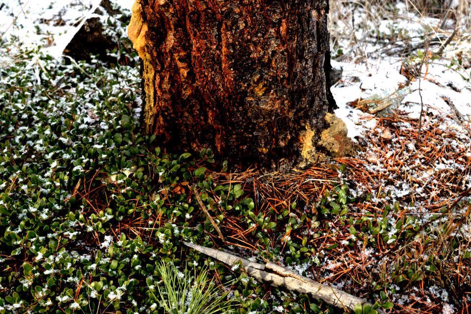 Canada, Along the johnson, Bark