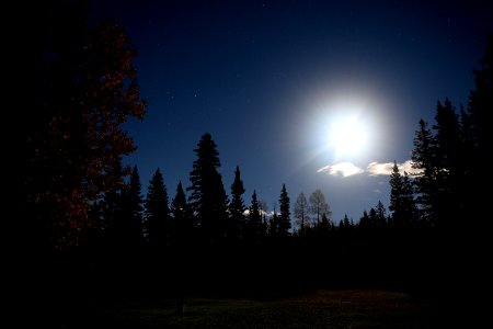 Trees, Stars, Night photo