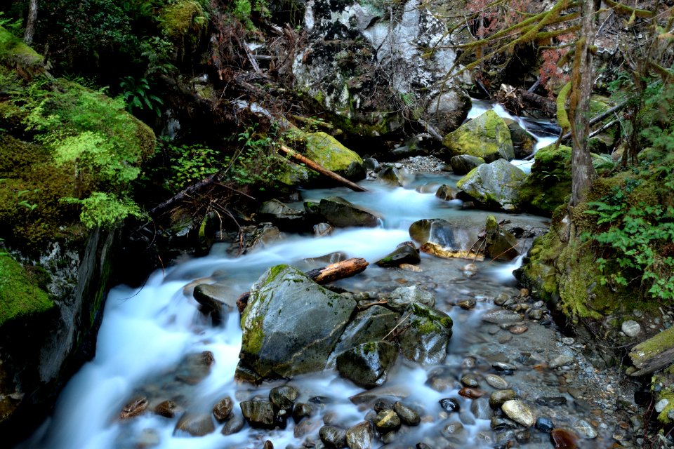 Ladder creek falls, United states, Trees