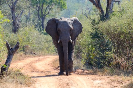 Kapama game reserve, Hoedspruit, South africa