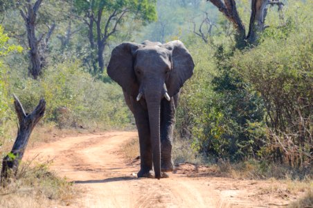 Kapama game reserve, Hoedspruit, South africa photo