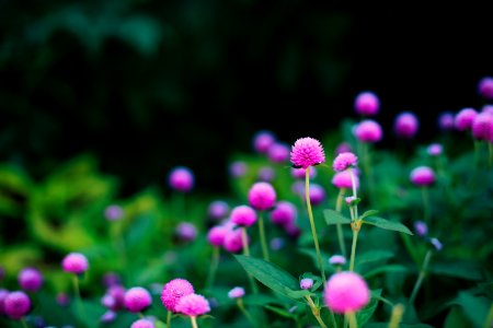 Lauritzen gardenskenefick park, Omaha, United states