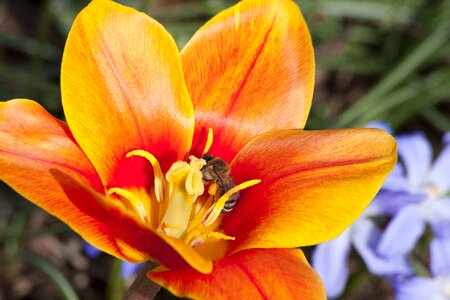 Lilies spring nature photo