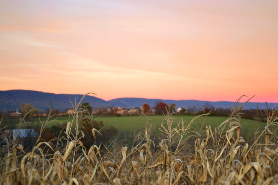 brown plant near green grass field at golden hour