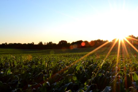 corn field under clear sky photo