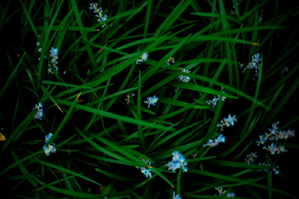 Earth, Green, Spring