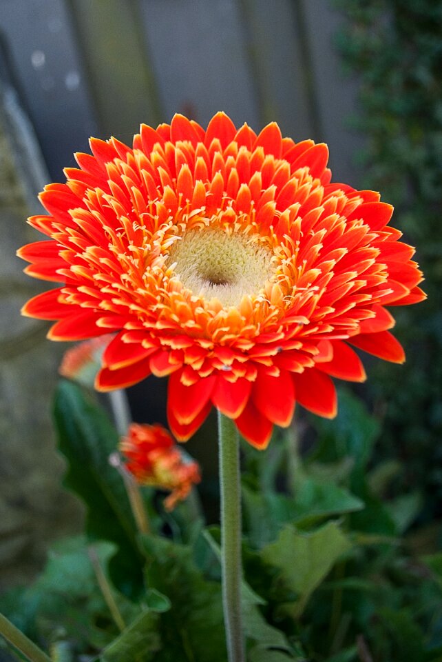 Cut flowers orange orange flower