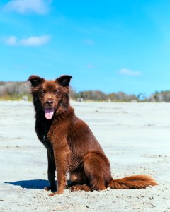 Beach, Dog