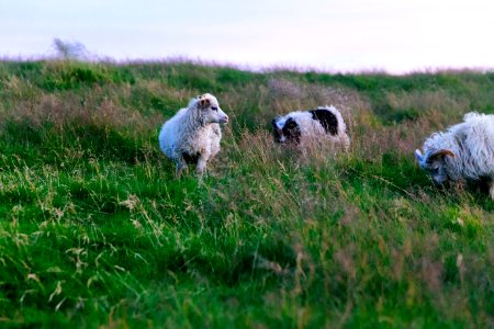 herd of sheep on green grass field photo
