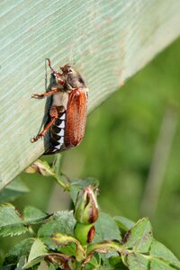 Nature bug cockchafer