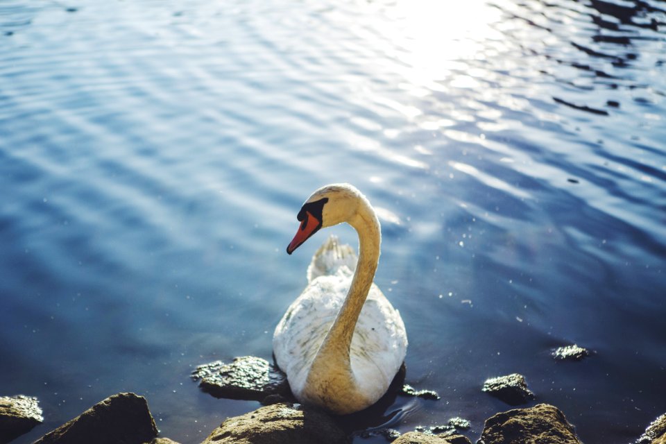 Water, Animal, Beauty