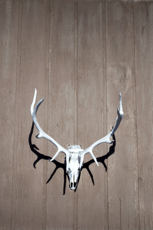 Colorado, United states, Elk