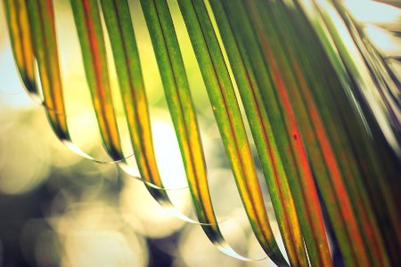 closeup photography of green palm leaf photo