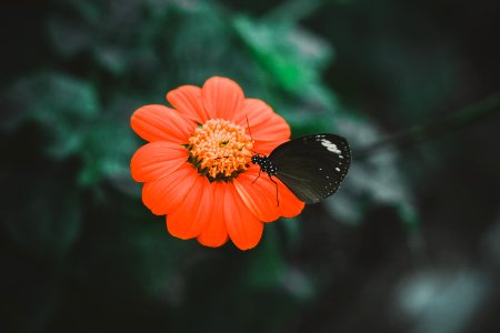 black butterfly on orange flower photo