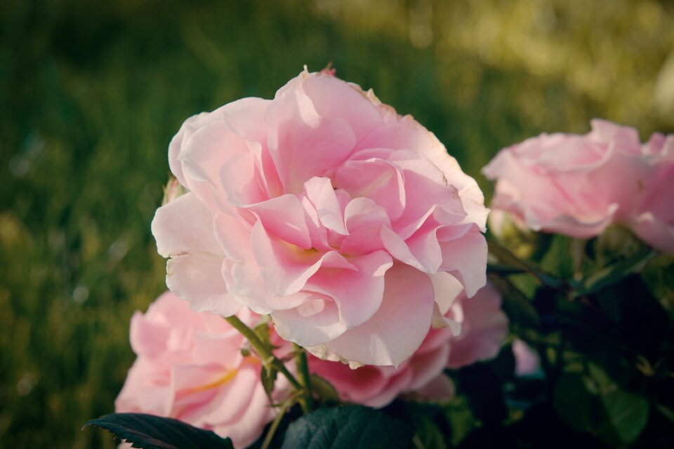 Blossom bloom pink flower