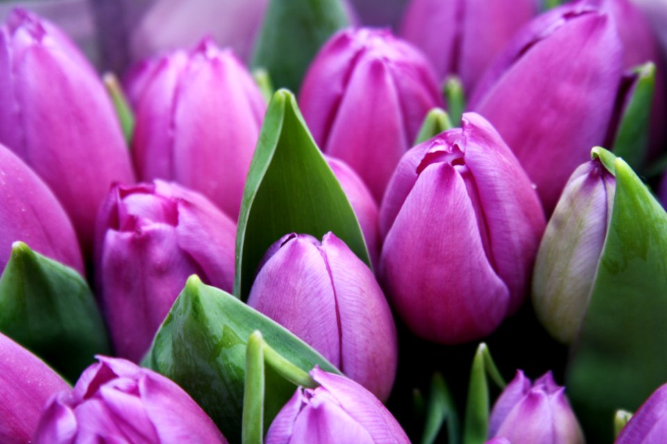 close-up photography of purple tulip flowers