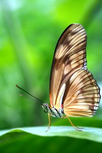 Nature, Green, Butterfly