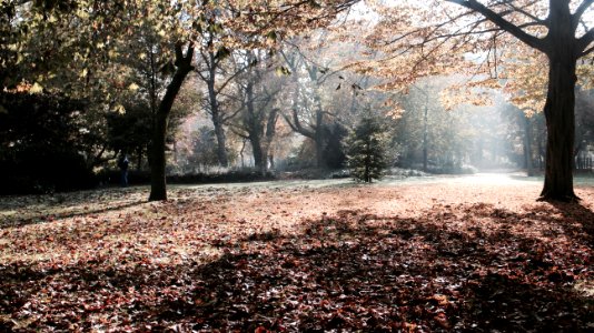 Leaves, Park merwestein, Dordrecht