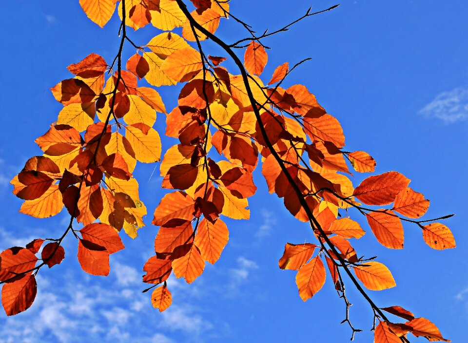 Leaves true leaves golden autumn photo