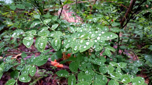 Rain, Leaves, Leaf photo