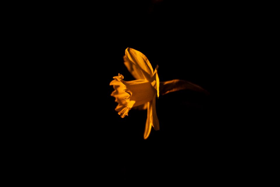Contrast, Daffodil, Yellow