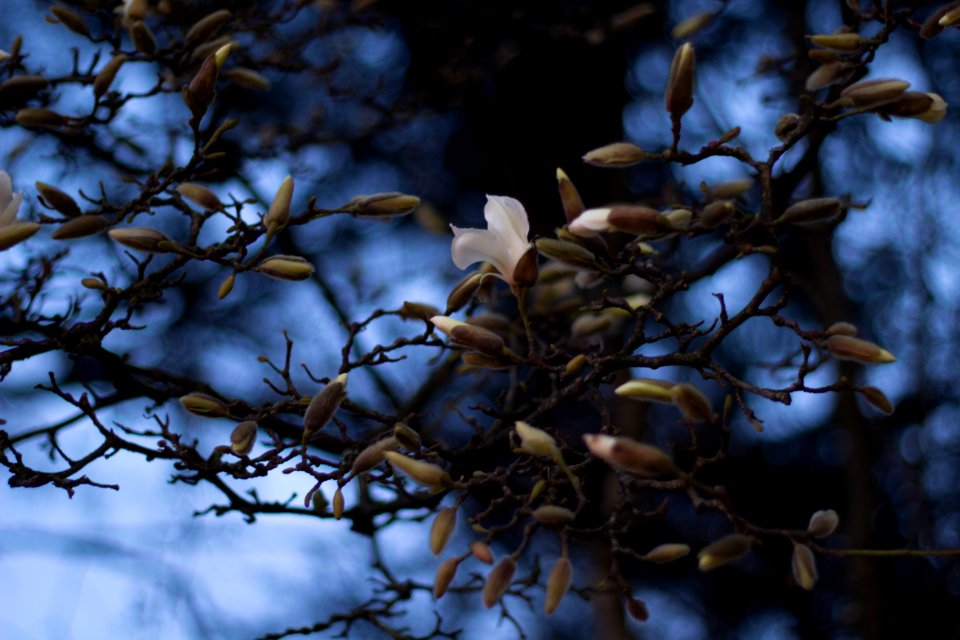 March, Buds, Flowers
