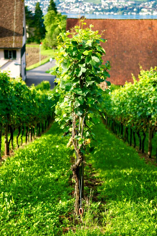 Zurich white wine harvest