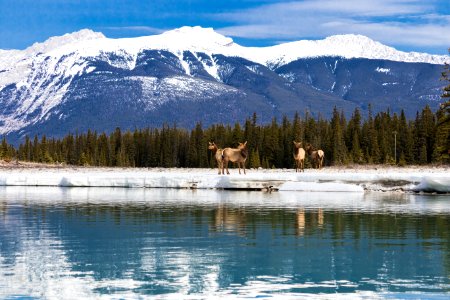 Jasper, Canada, Jasper national park photo