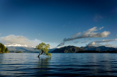 green leafed tree on body of water in landscape photography photo