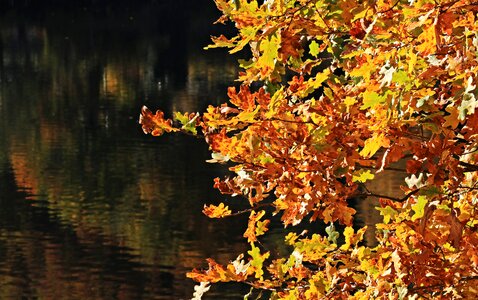 Leaves true leaves golden autumn