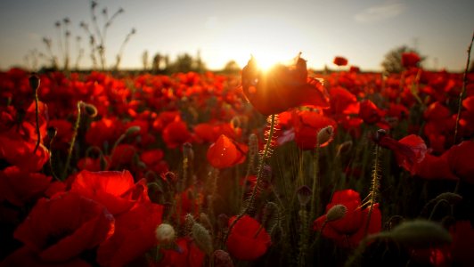 field of red flowers during golden hour
