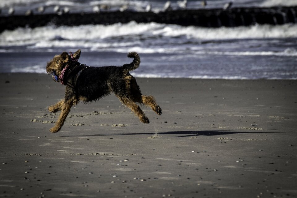 Dog on beach fun dog on holiday photo