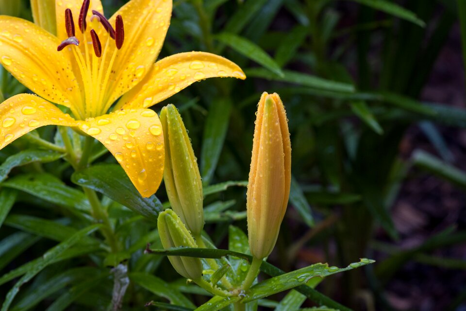 Yellow lily flower yellow flower