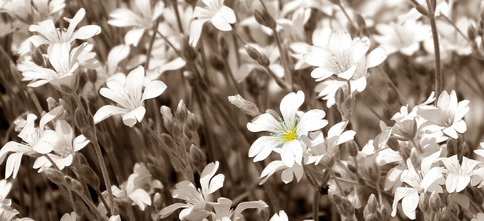 Blossom bloom nature photo