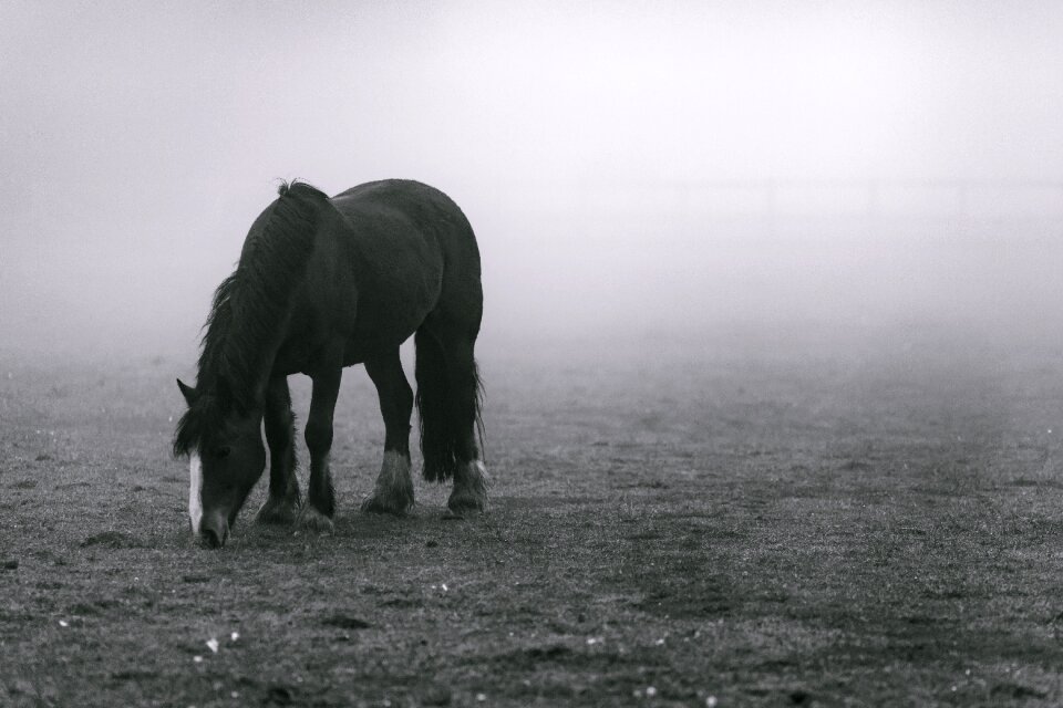 Horse grazing rural
