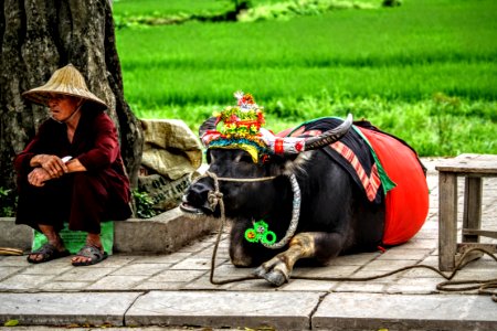 Ninh bnh province, Vietnam photo