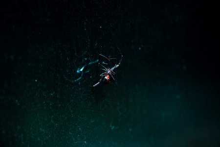 black spider on web photo