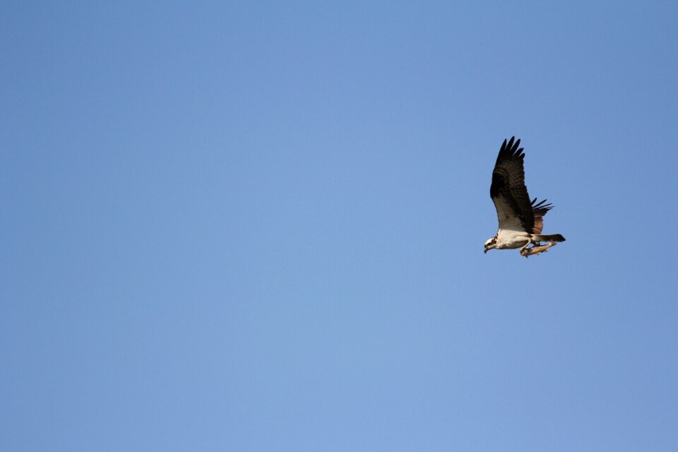 Raptor nature fishing