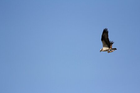 Raptor nature fishing