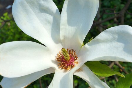 Blooms magnolias nature photo
