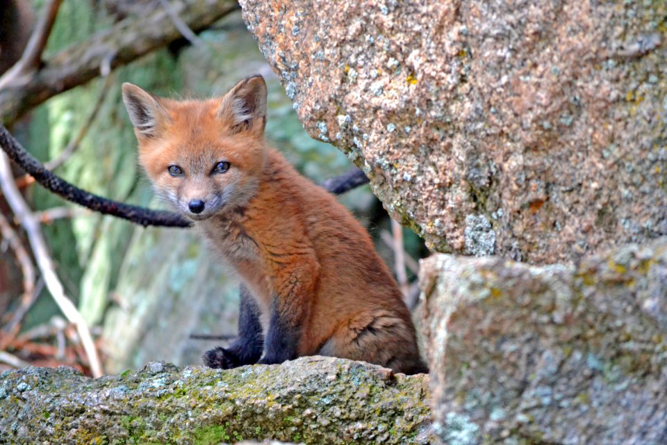 red fox near brown rock