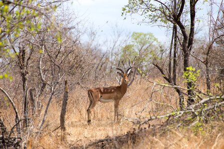 South africa forest deer