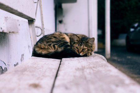 shallow focus photography of cat photo