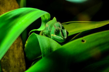 green chameleon on green leaf photo